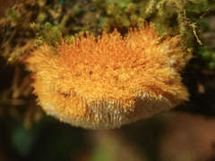 Echinoporia aculeifera