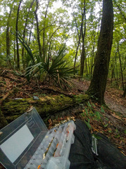 Echinoporia aculeifera