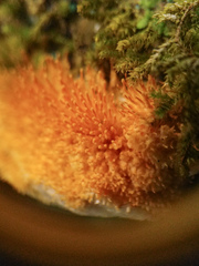 Echinoporia aculeifera