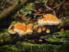 Echinoporia aculeifera