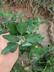Chenopodium album