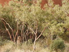 Corymbia opaca