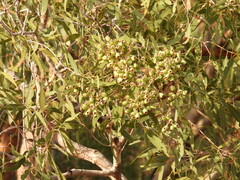 Corymbia opaca