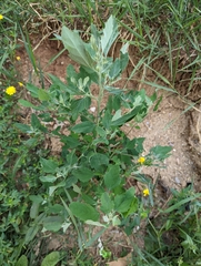 Chenopodium album