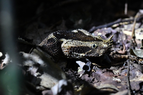 Rhinoceros Viper