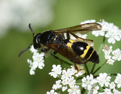 Discoelius dufourii