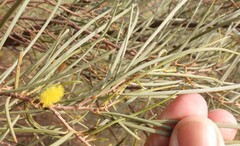 Acacia aneura