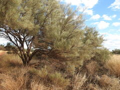 Acacia aneura