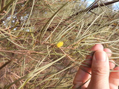 Acacia aneura