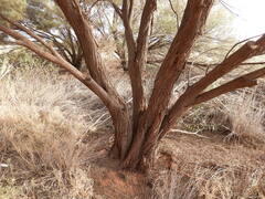 Acacia aneura
