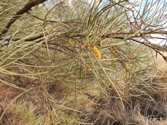 Acacia aneura