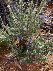 Prostanthera serpyllifolia microphylla