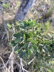 Hakea ruscifolia