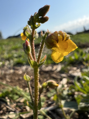 Hermannia prismatocarpa