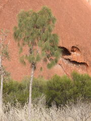 Allocasuarina decaisneana
