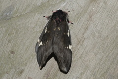 Paradirphia andicola