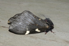 Paradirphia andicola