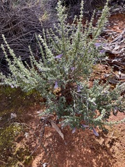 Prostanthera serpyllifolia microphylla