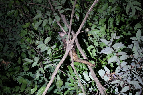 African White-bellied Pangolin