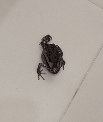 Kaloula pulchra