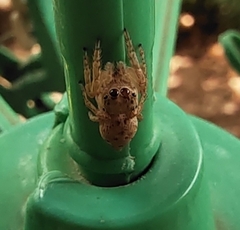 Salticinae