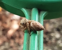 Salticinae