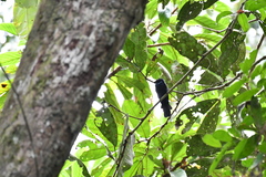 Nimba Flycatcher photo 3