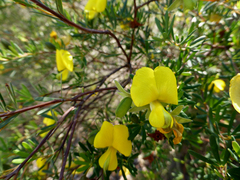 Gompholobium virgatum