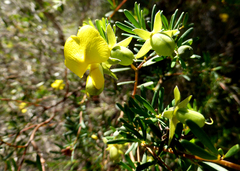 Gompholobium virgatum