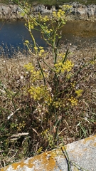 Foeniculum vulgare