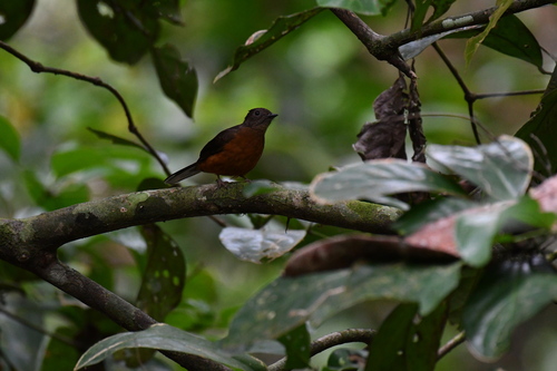 White-tailed Ant Thrush (Neocossyphus poensis), photo 5