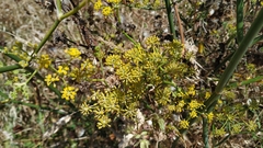 Foeniculum vulgare