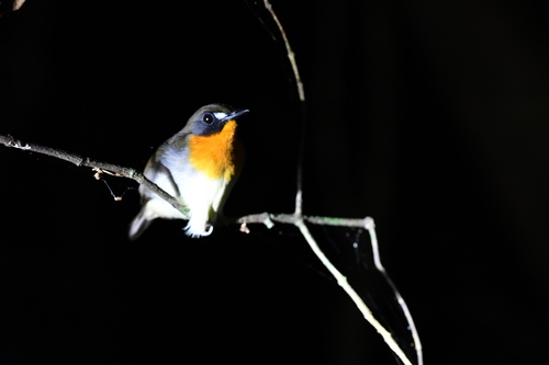 Orange-breasted Forest Robin (Stiphrornis erythrothorax), photo 3