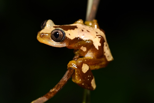 Nigeria Banana Frog - Photo no rights reserved, uploaded by Justin Philbois