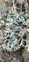 Hypogymnia farinacea
