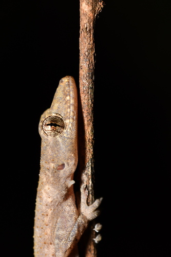 Nigeria Leaf-toed Gecko