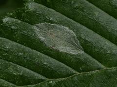 Phyllonorycter esperella