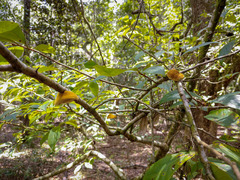 Phylloporia amplectens
