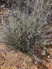 Schoenus subaphyllus