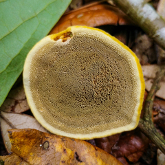 Phylloporia amplectens
