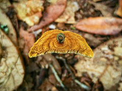 Phylloporia amplectens