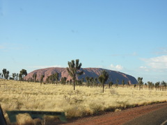 Allocasuarina decaisneana