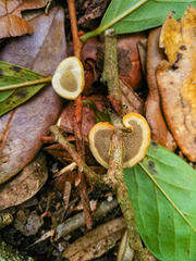 Phylloporia amplectens