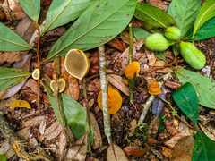 Phylloporia amplectens