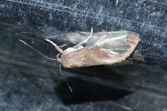 Bertholdia grisescens