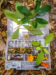 Phylloporia amplectens