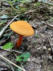 Aureoboletus auriflammeus