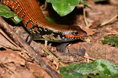 African Fire Skink photo 3