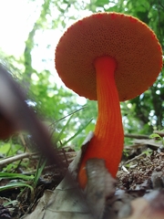 Aureoboletus auriflammeus