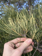 Banksia tricuspis